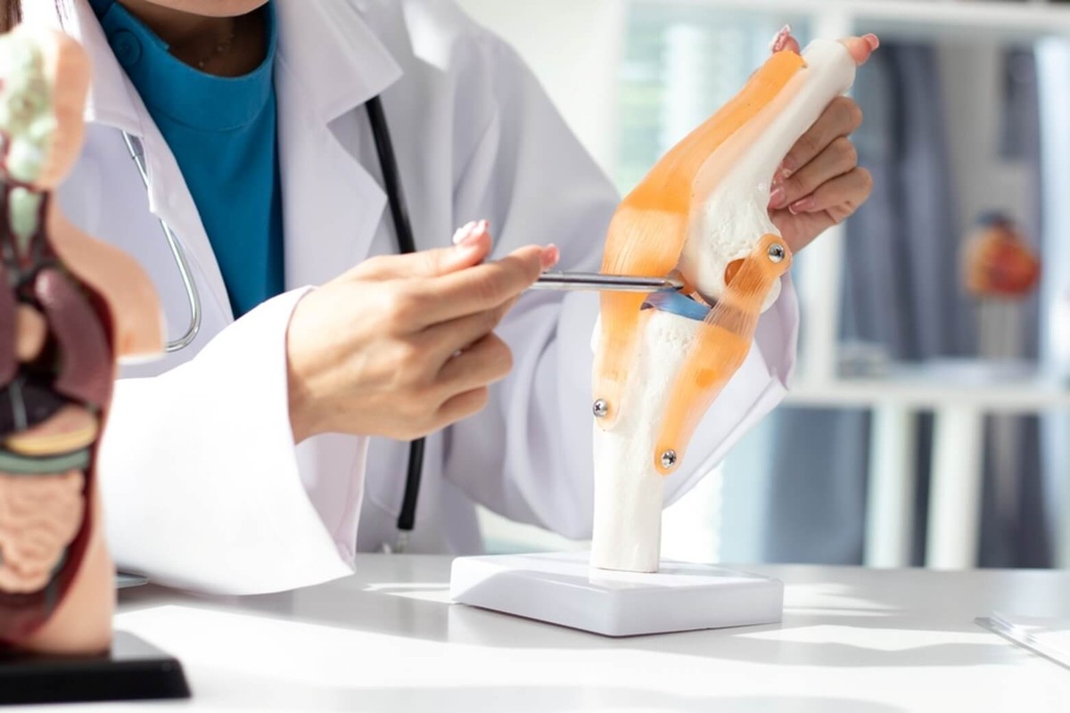 Medic prezintă un model anatomic al genunchiului